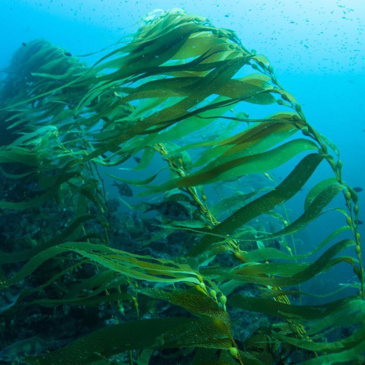 СПА-программа "Талассотерапия в SP"